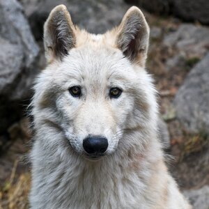 Predator head wild animal