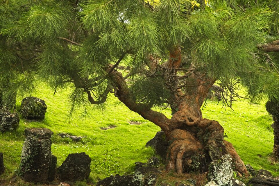 Japanese garden landscape