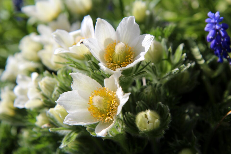 White petals sasanki pulsatille