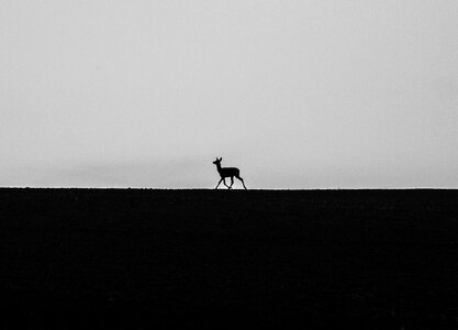 Field small black and white photo