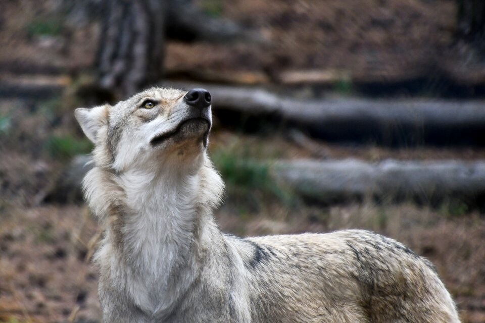 Predator wild animal wood