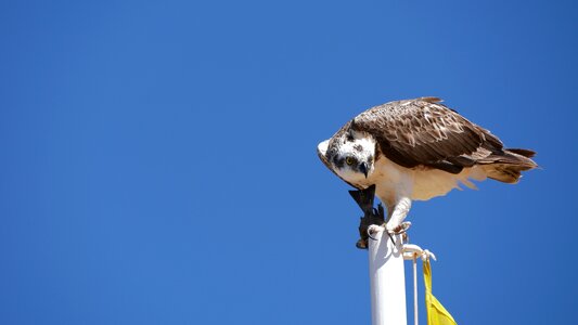 Animal sky wing