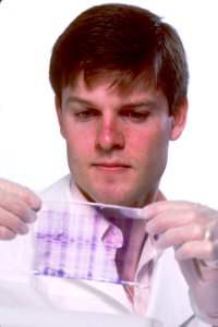 Scientist examing a gel photo