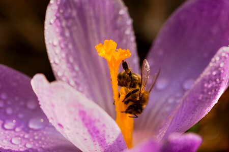 Krokus nectar spring photo