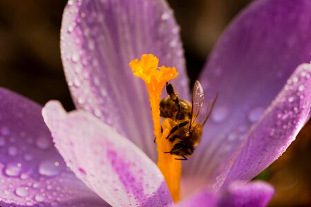 Krokus nectar spring