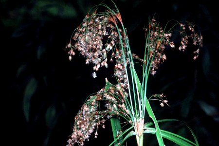 Scirpus cyperinus NRCS-1