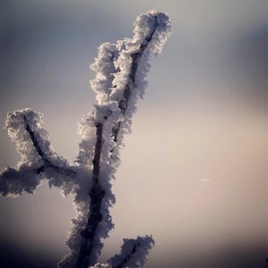 Frost winter season