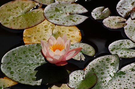 Nature water blossom