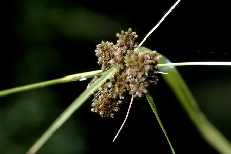 Scirpus georgianus NRCS-1