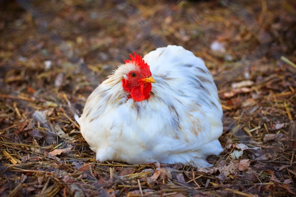 Farm bird nature