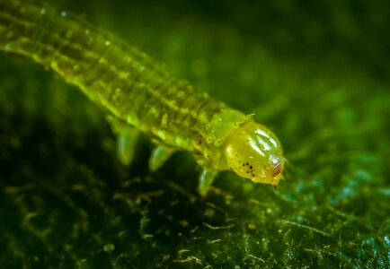 Caterpillar macro larva photo