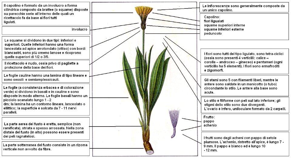 Scorzonera humilis Sturm DESC