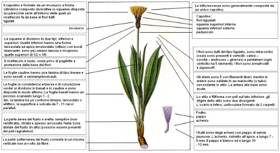 Scorzonera humilis Sturm DESC