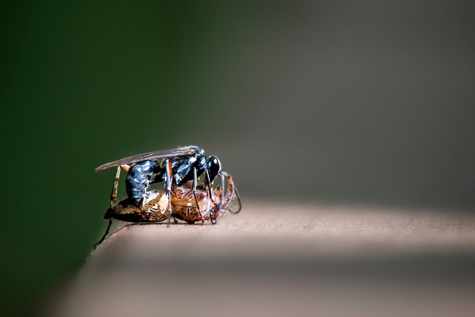 Bugs spider ant photo