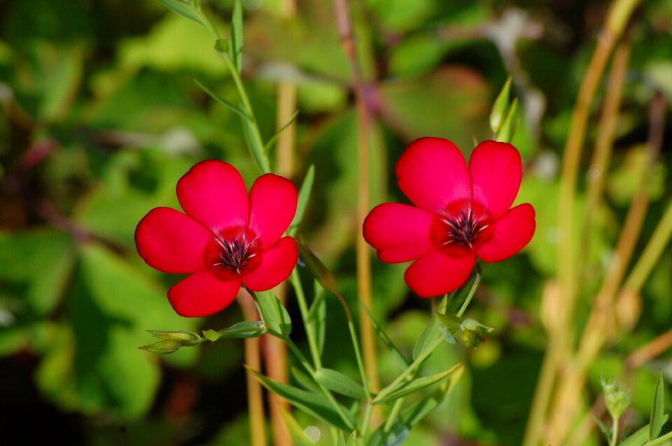 Blossom bloom red flowers