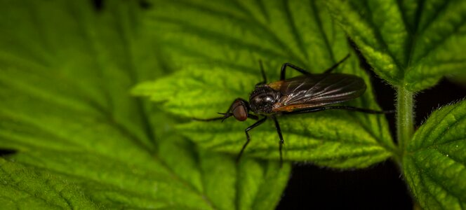 Fly wing macro