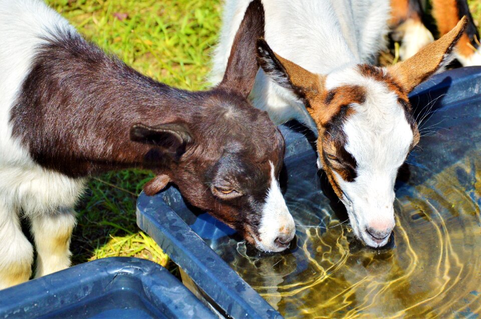 Little kids watering hole drink