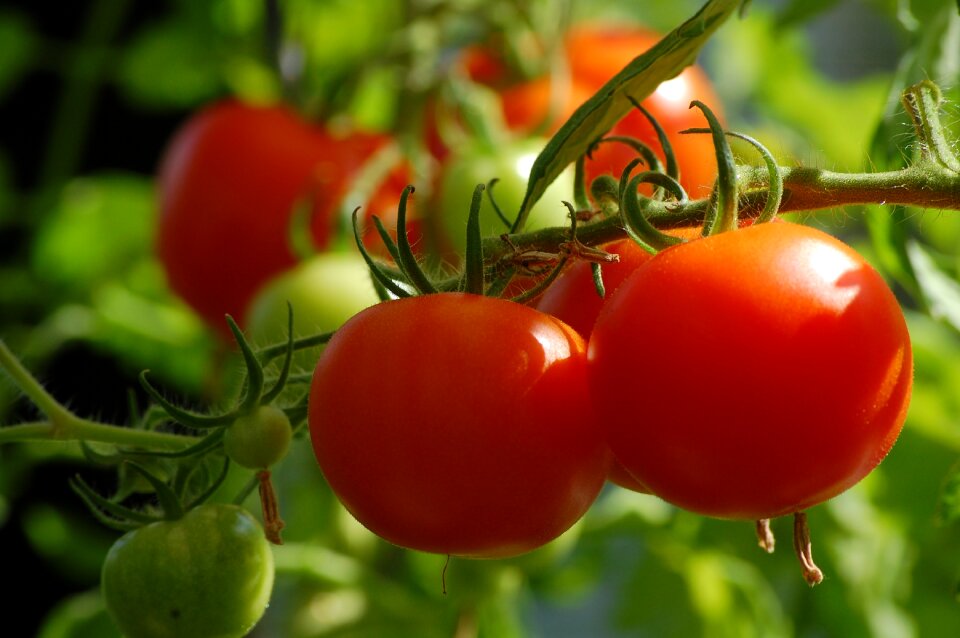 Vegetables vegetable growing garden