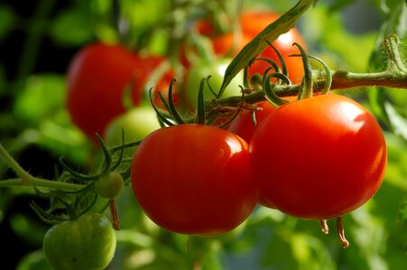 Vegetables vegetable growing garden