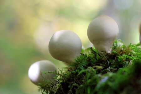 Mushroom forest mushroom white