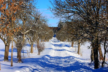 Frost cold winter way photo