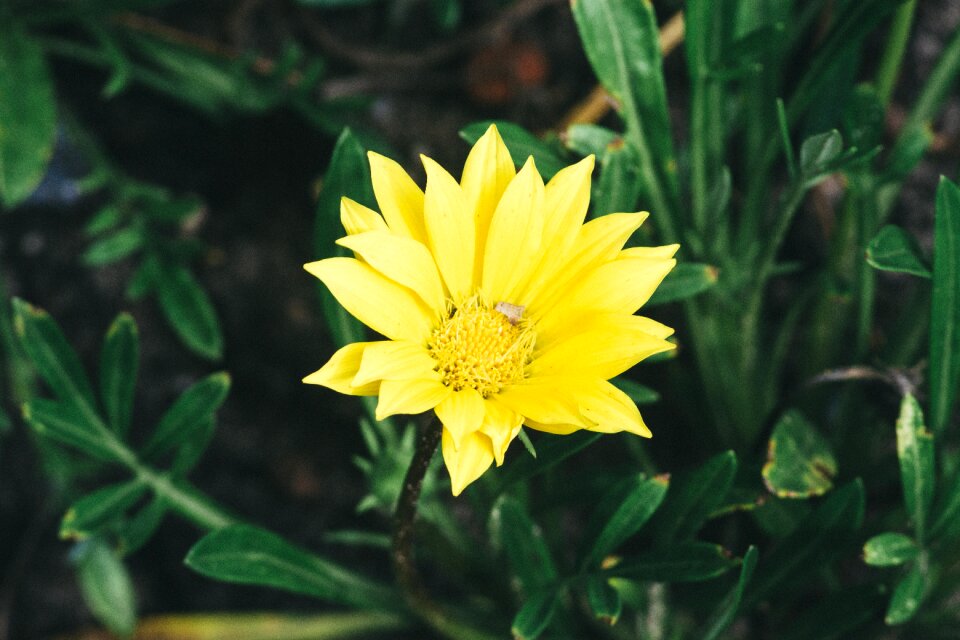 Yellow flower nature blossom