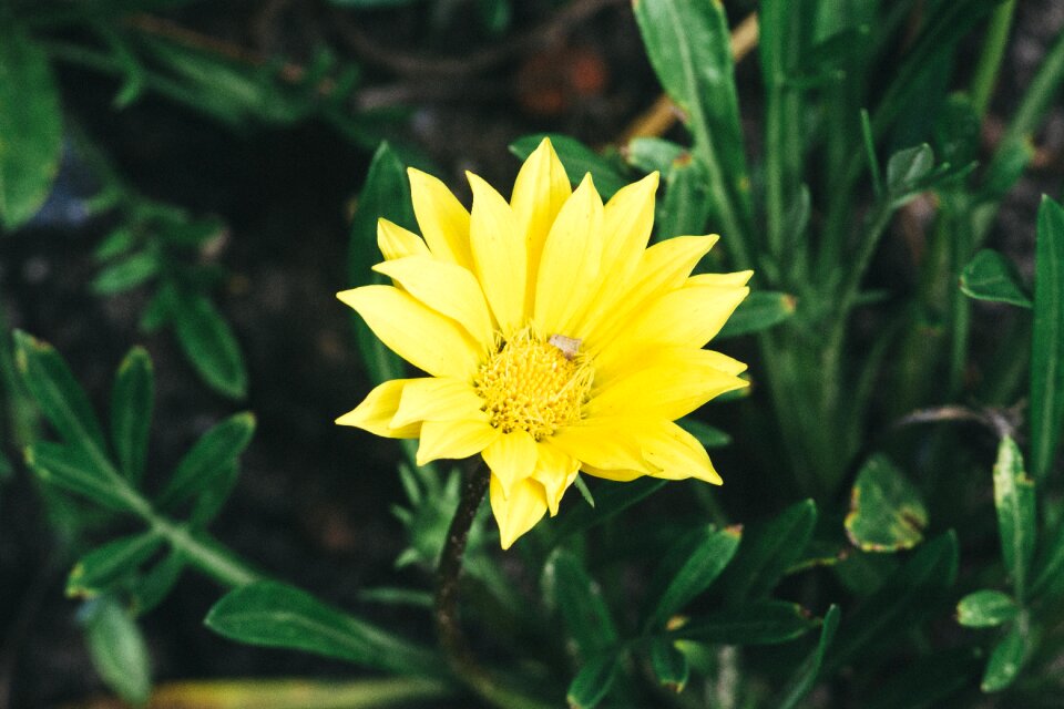 Yellow flower nature blossom photo