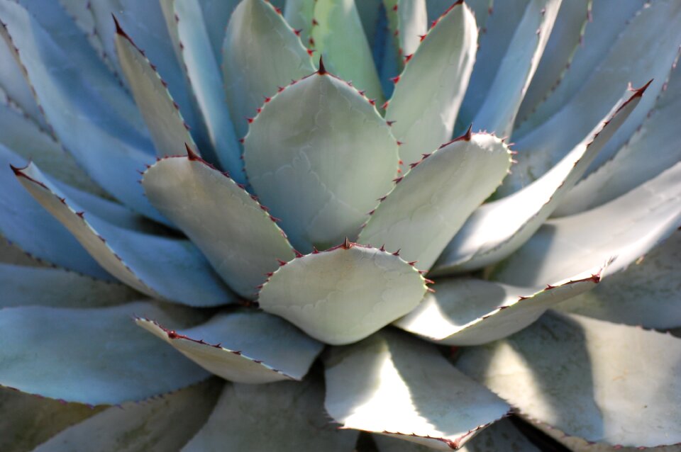 Close up exotic green