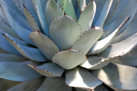 Close up exotic green
