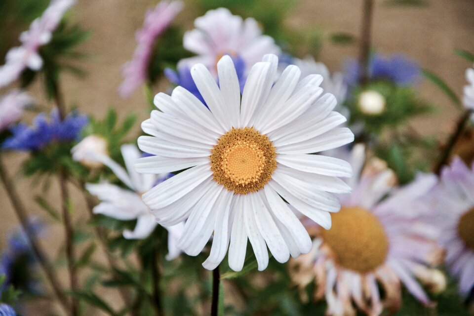 Garden nature flowering