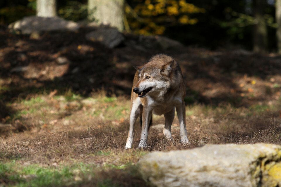 Canada pack animal scheu