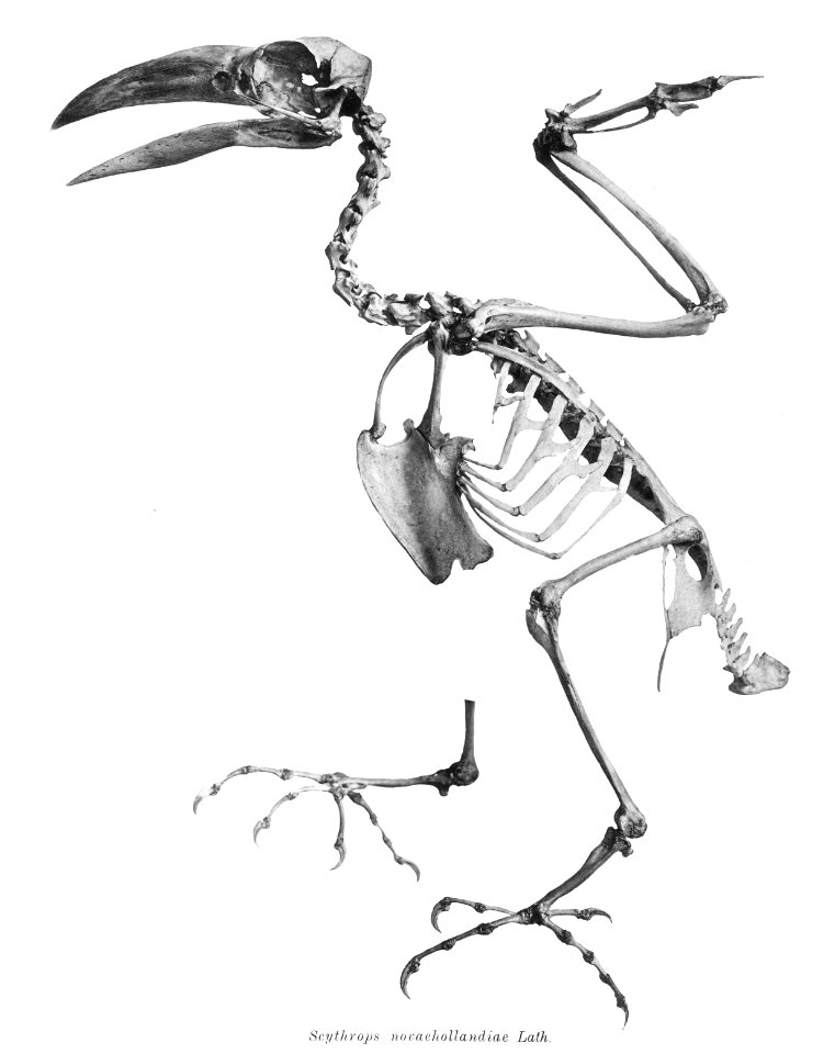 Scythrops novaehollandiae 185