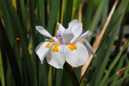 Nature agapanthus white photo