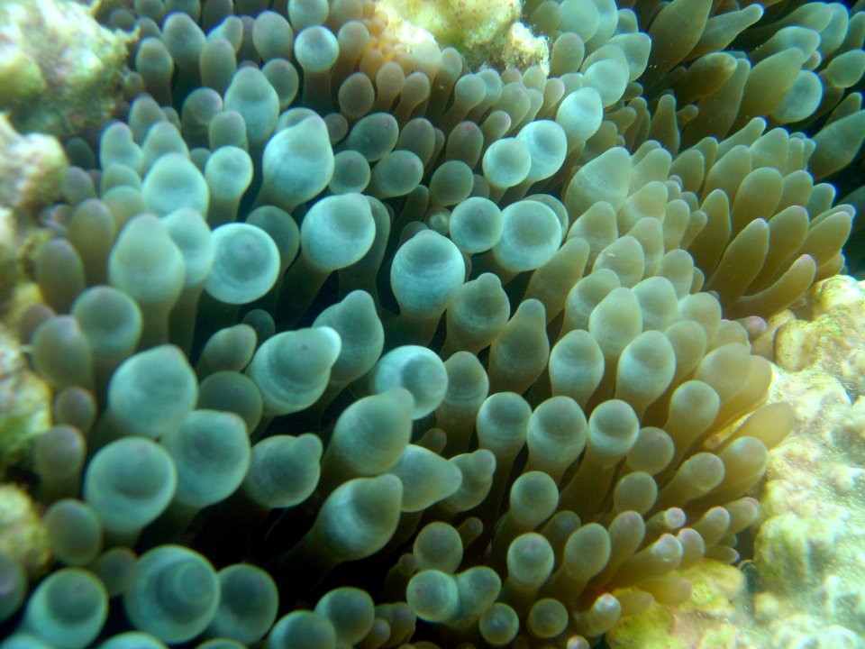 Sea anemone (Chondylactis sp) (reef112158019)