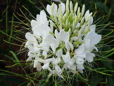 White flower blossom floral