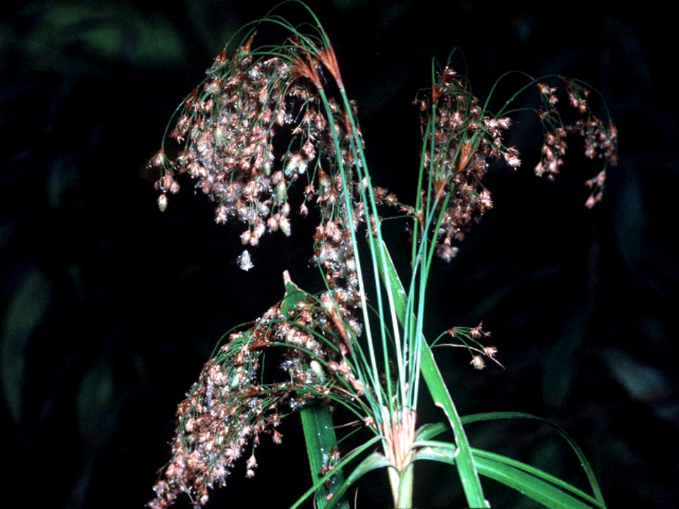Scirpus cyperinus NRCS-1 4x3