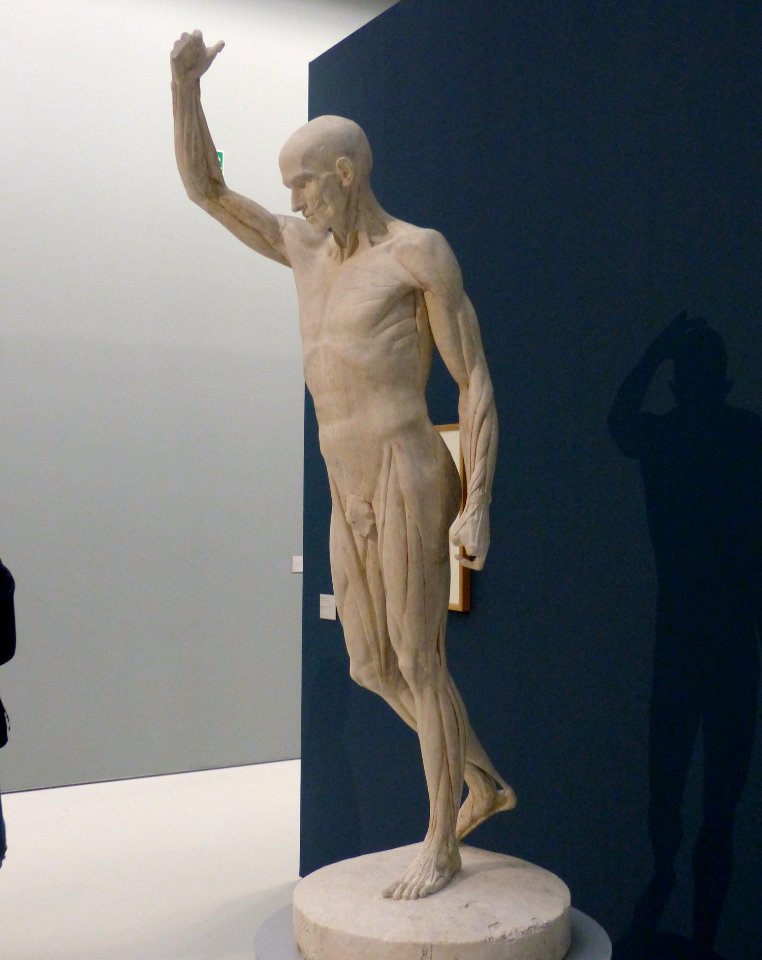 SculpturesMuséeFabre28c Houdon écorché