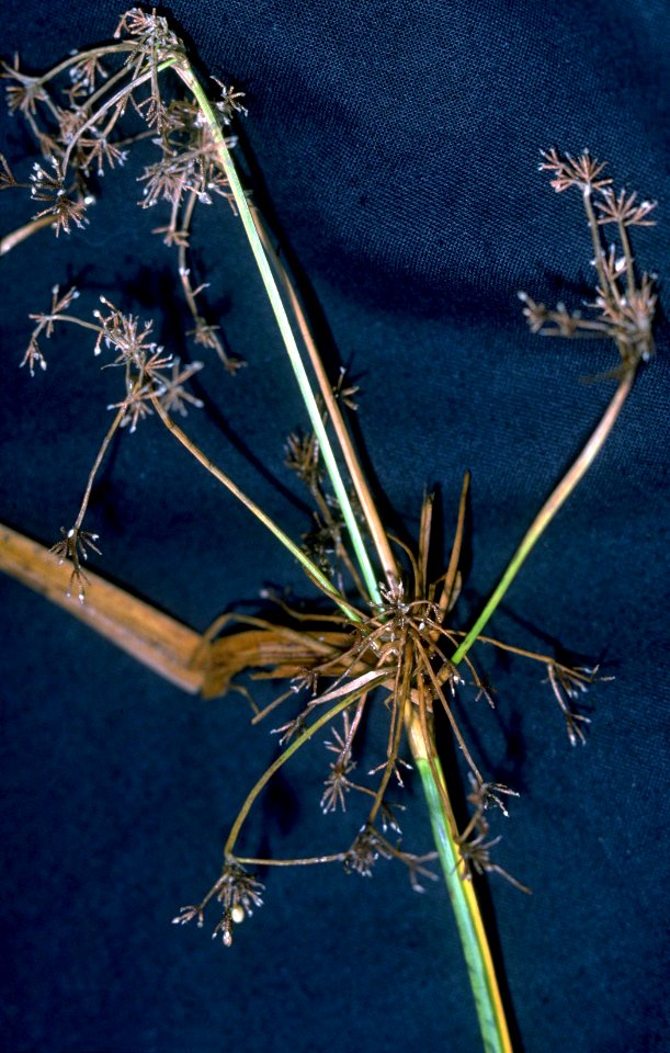 Scirpus microcarpus NRCS-1