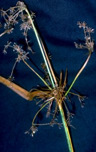 Scirpus microcarpus NRCS-1
