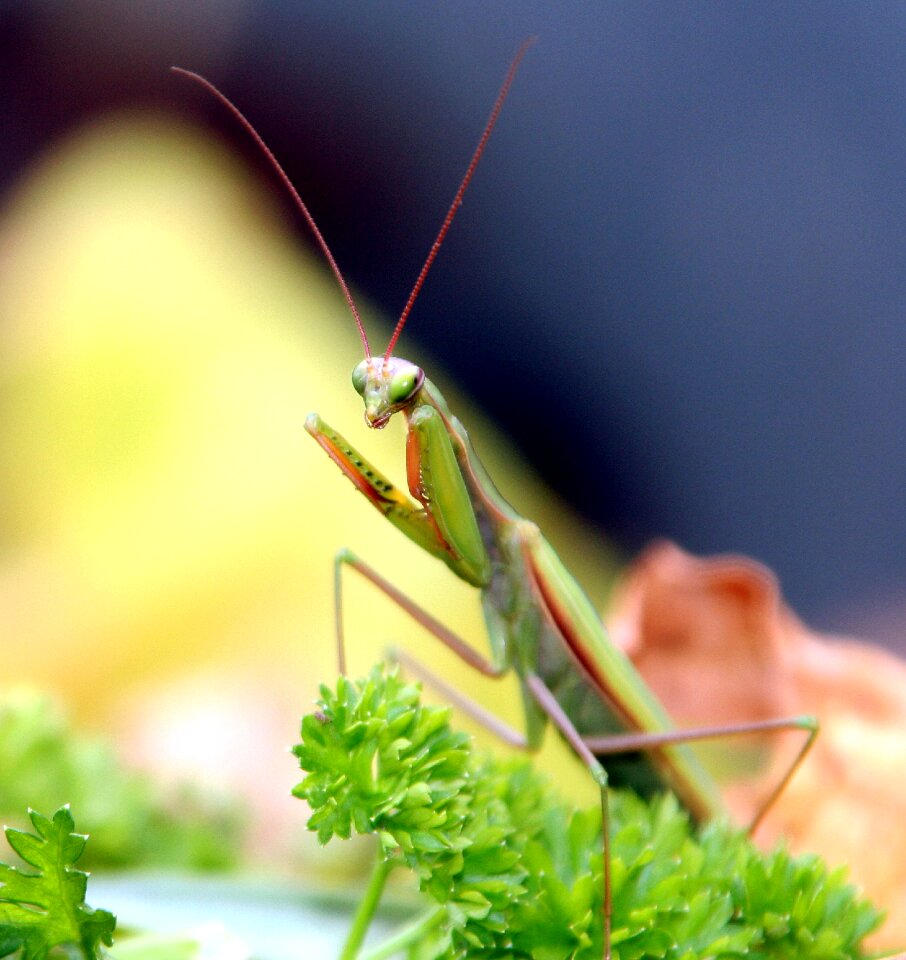 Mantis religiosa macro green