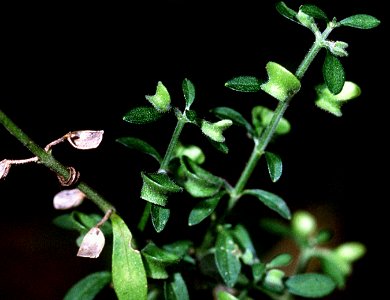 Scutellaria integrifolia NRCS-2