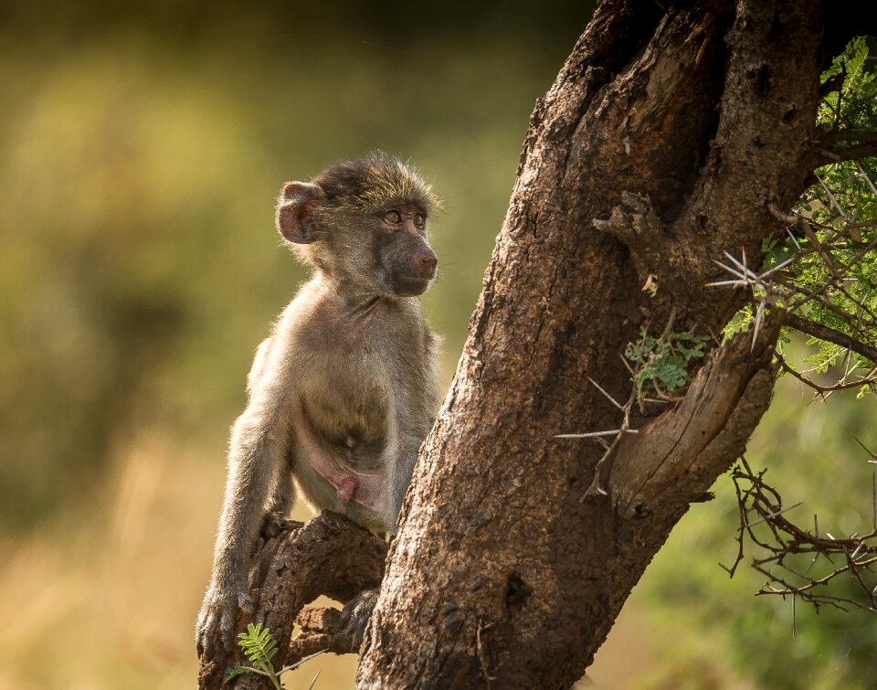 Nature primate cute