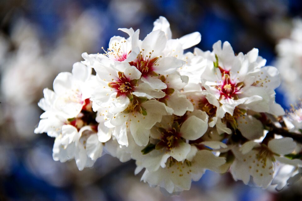 Cherry plant spring