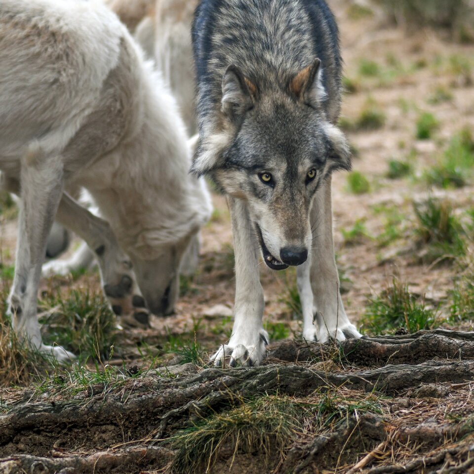 Wolf predator wild animal