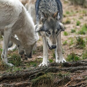 Wolf predator wild animal