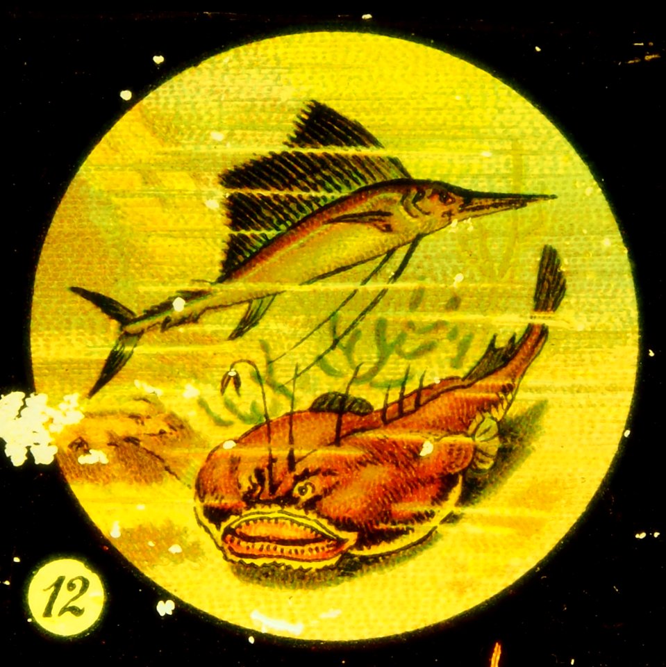 Sea life Tafel III picture 12 Fish