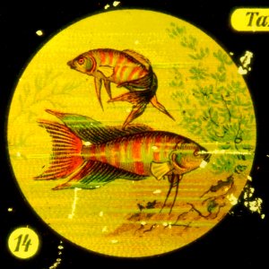 Sea life Tafel IV picture 14 Fish