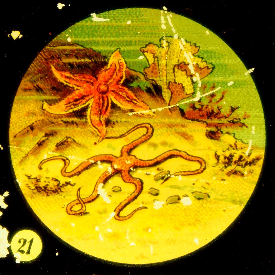Sea life Tafel VI picture 21 Starfish