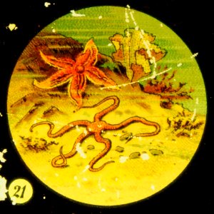 Sea life Tafel VI picture 21 Starfish