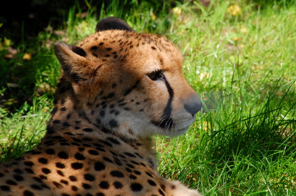 Nature wild animal speed